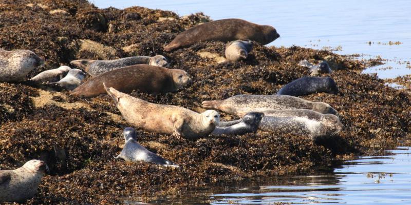 The Haven Guest House Plockton Esterno foto